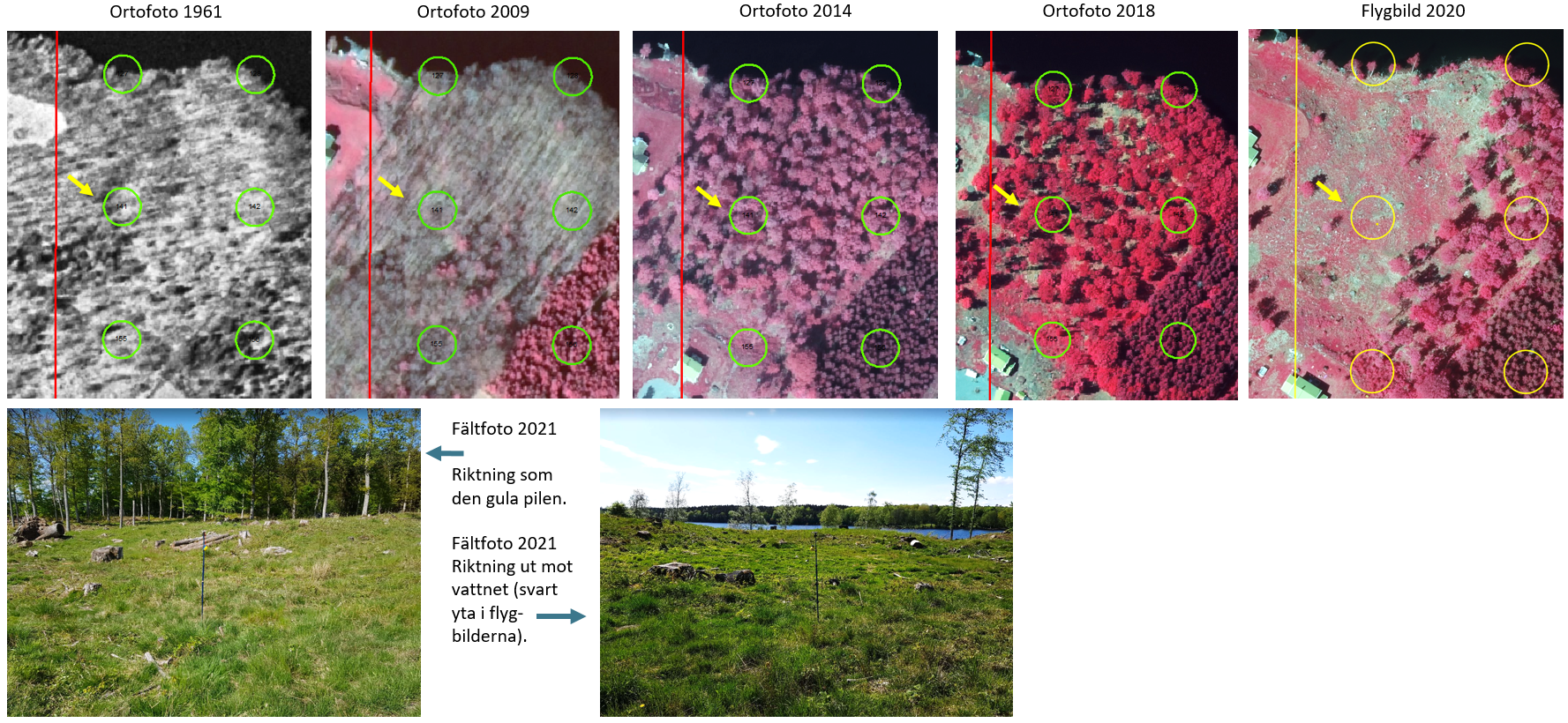 Bild 2. Exempel på utveckling över tid. En trädklädd betesmark (1961), har under åren vuxit igen till en lövskog. Omkring 2018 (som var ett exceptionellt torrt år) har marken öppnats upp, och restaureras till en öppnare betesmark. 