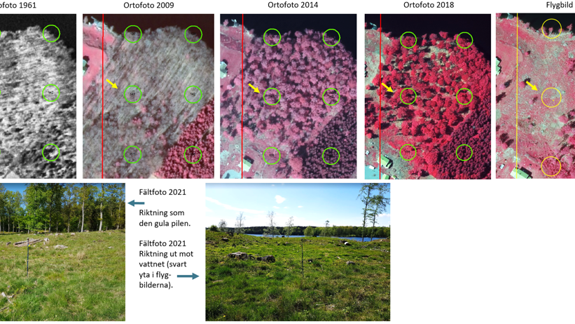 Bild 2. Exempel på utveckling över tid. En trädklädd betesmark (1961), har under åren vuxit igen till en lövskog. Omkring 2018 (som var ett exceptionellt torrt år) har marken öppnats upp, och restaureras till en öppnare betesmark.
