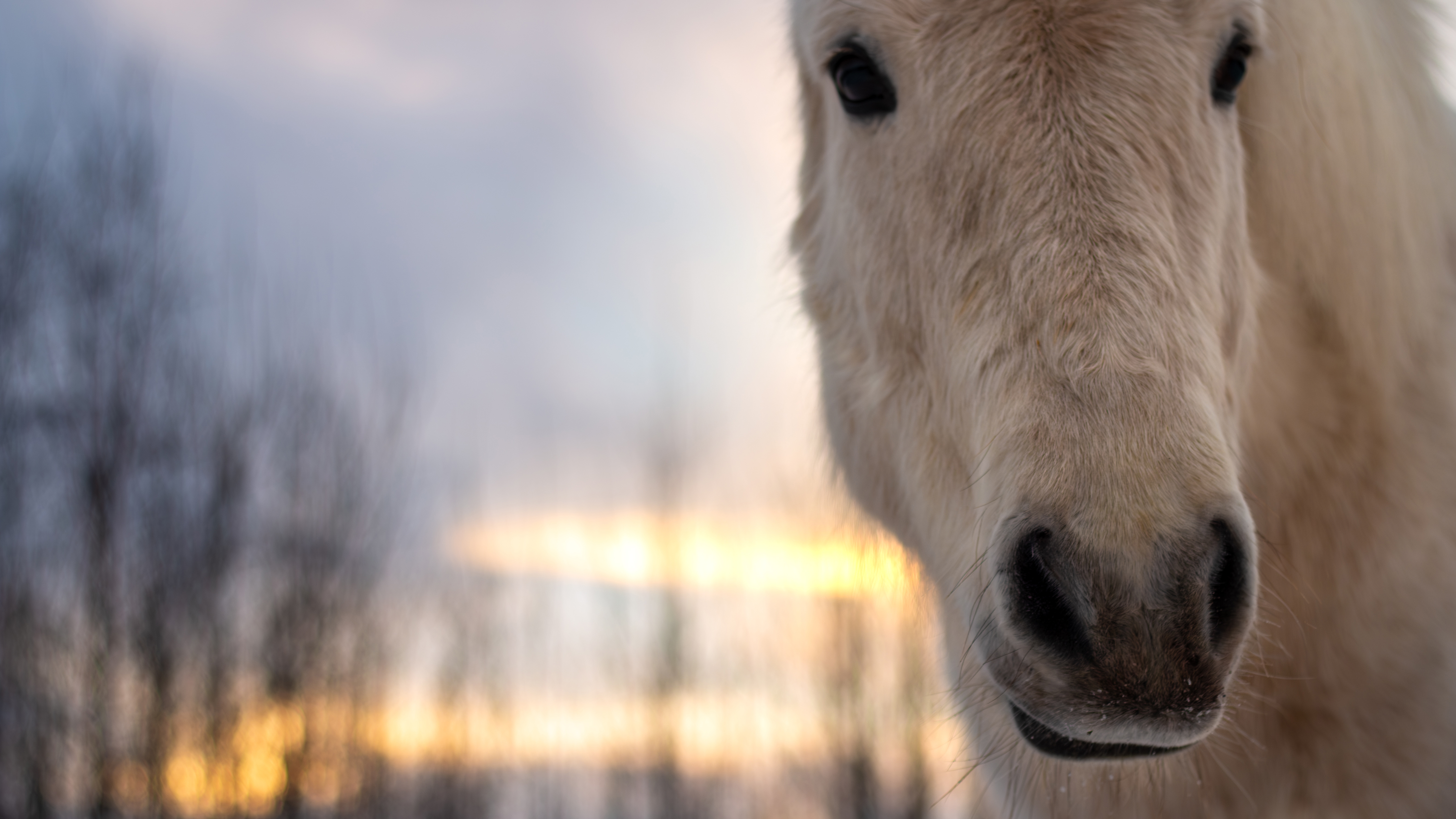Närbild av ansiktet av en ljus islandshäst mot solnedgång.