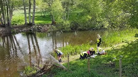 En skolklass håvar efter fiskar, insekter och andra kryp i Vramsån.
