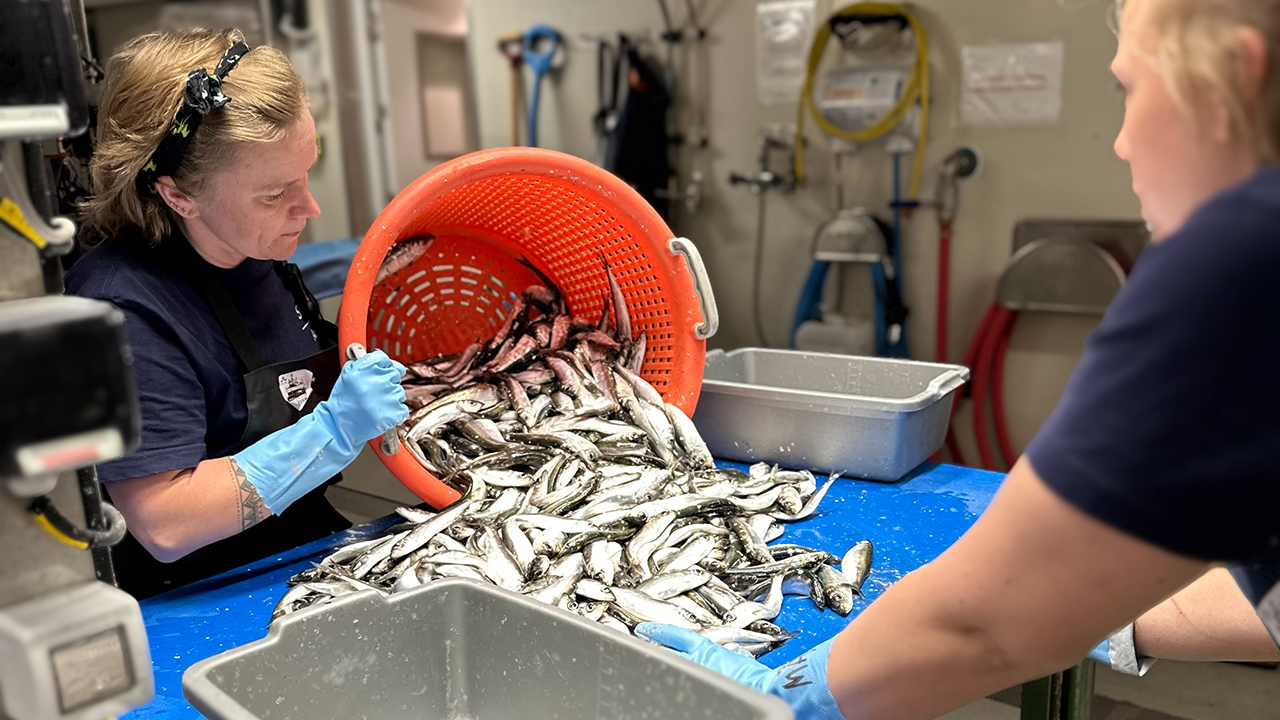 Två personer sorterar fisk