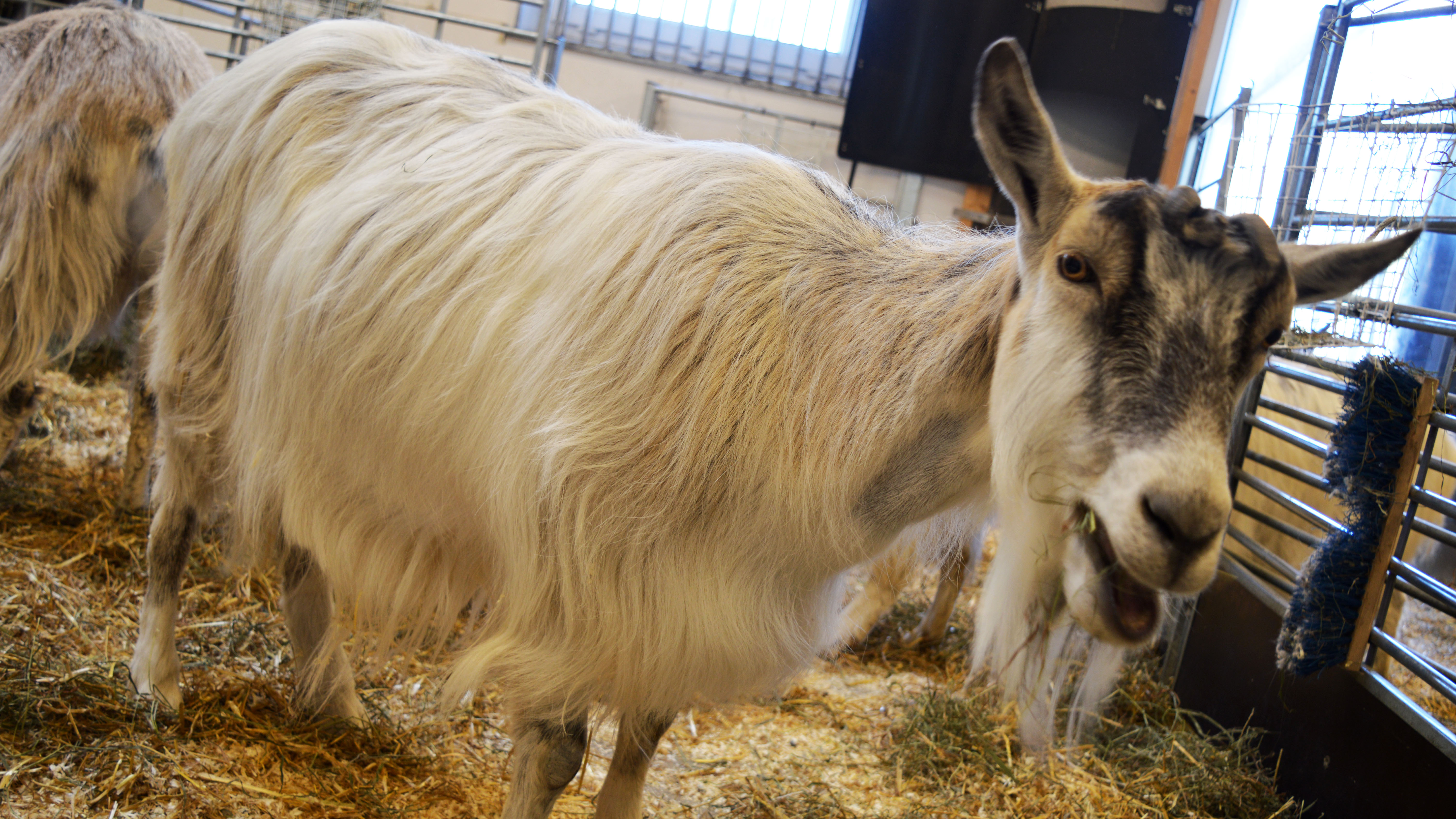 A goat in a barn. Photo.