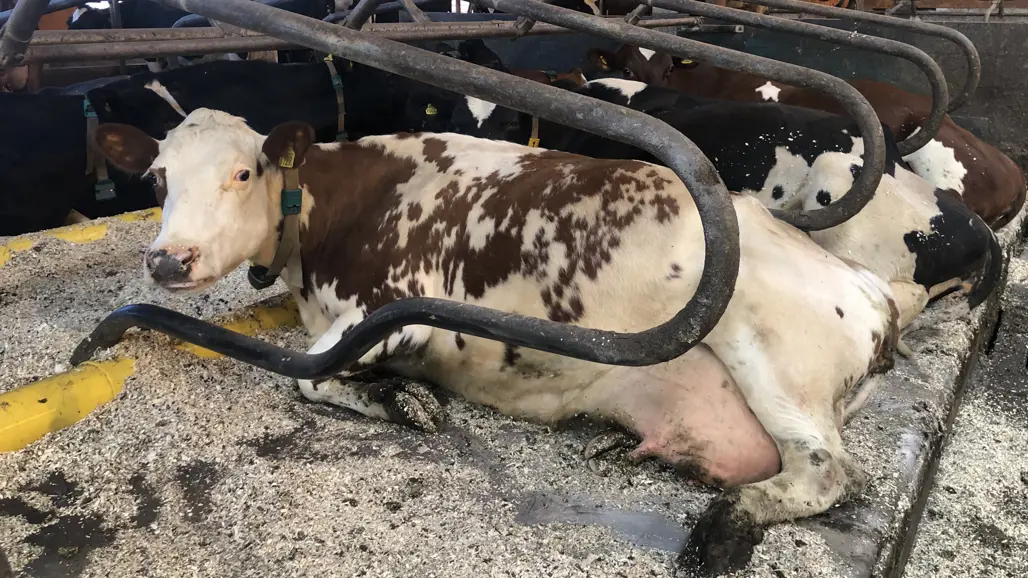 Photo of cows lying down indoors in a loose housing system.