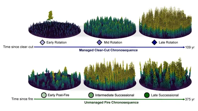 Avverkning och brand ger med tiden skogar med helt olika struktur. Med hjälp av laserskanning har forskarna kunnat visualisera hur de undersökta skogsområdena kan ha vuxit fram sedan föryngringen skedde. Alla sex cirklar är verkliga exempel på skogar som undersökts i studien. Grafik: Vincent Buness, SLU.