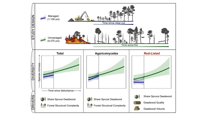 I studien undersöktes brukade skogar upp till 109 år gamla, samt några betydligt äldre skogar som föryngrats genom brand. Särskilt för rödlistade svamparter var artrikedomen betydligt större i skogarna med brandursprung. Grafik: Vincent Buness, SLU.