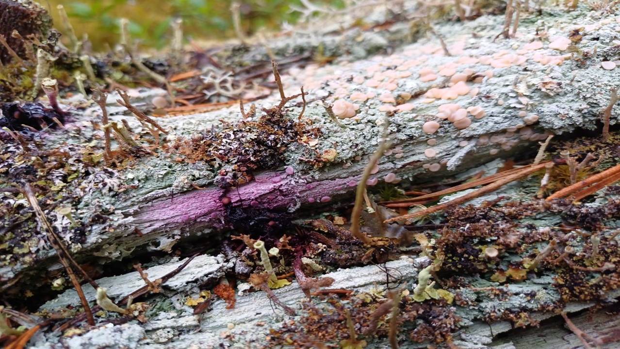 En förmultnande tallstock blir ett hem åt många olika organismer. Den rosafärgade stammen är ett tecken på ett omfattande mycelnätverk inne i träet. Majoriteten av svamparnas biomassa gömmer sig inne i veden där den kan extraheras med hjälp av DNA-metoder. Bild: Vincent Buness, SLU.