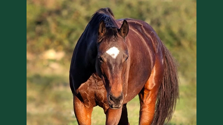 Foto av en brun häst utomhus i kvällssol.