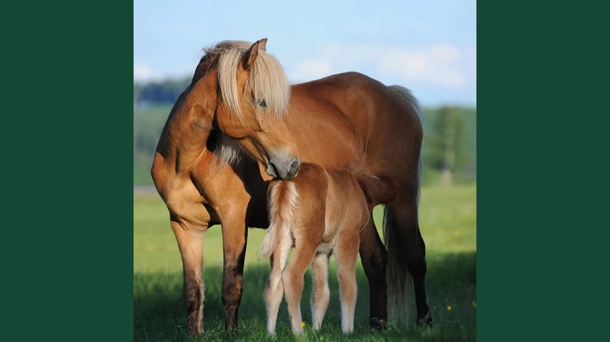 Foto av sto och föl utomhus i gräs.
