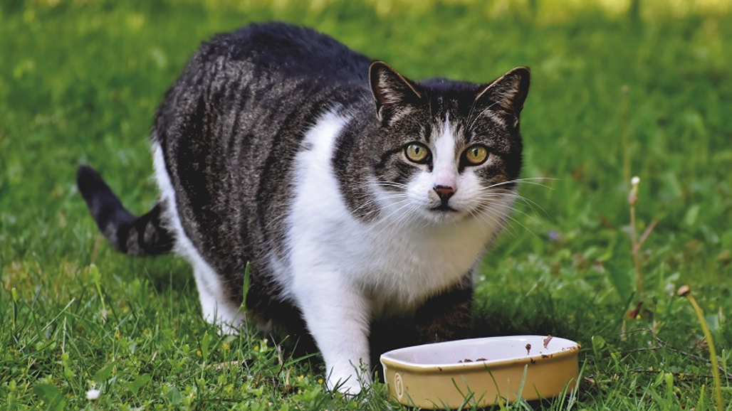 Ätande katt