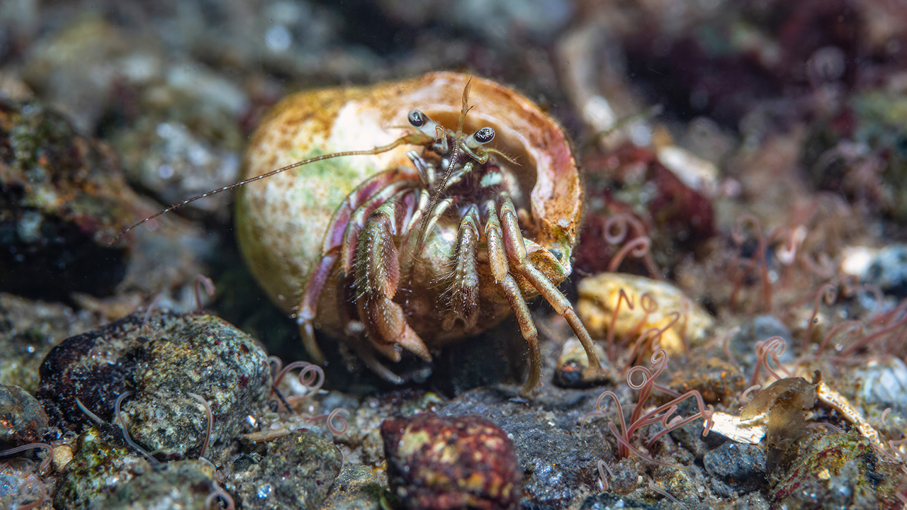 Närbild framifrån av kräftdjur med rödgröna ben och svarta ögon, på stenig havsbotten. Foto