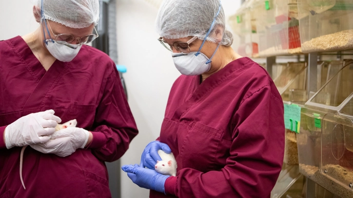 Två människor i skyddskläder håller i albinoråttor