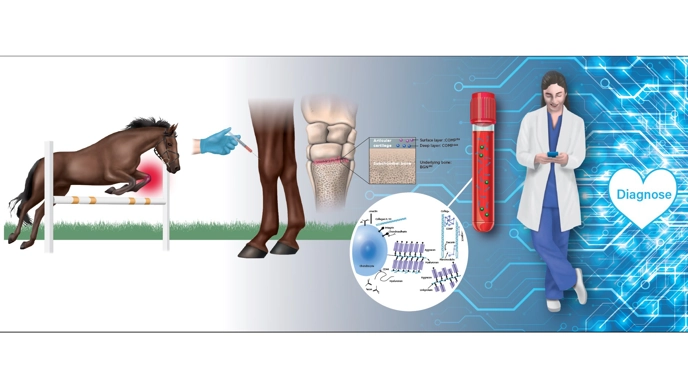 Illustration of symptoms, diagnosis and treatment of equine osteoarthritis.