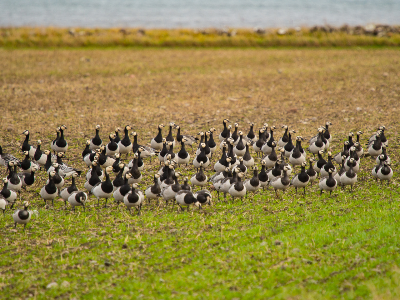 Vitkindade gäss på ett fält med höstvete