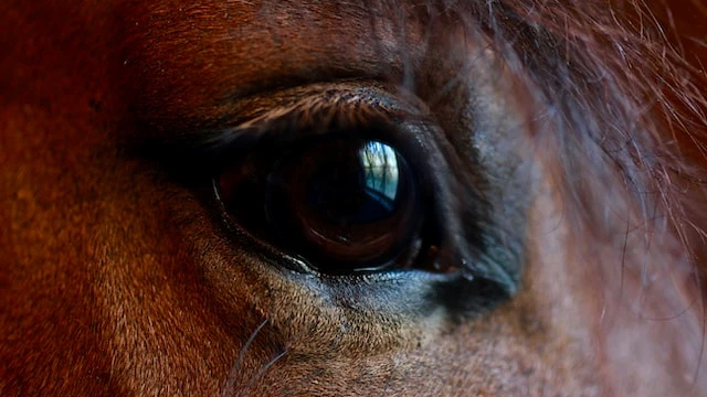 Närbild på ett hästöga.