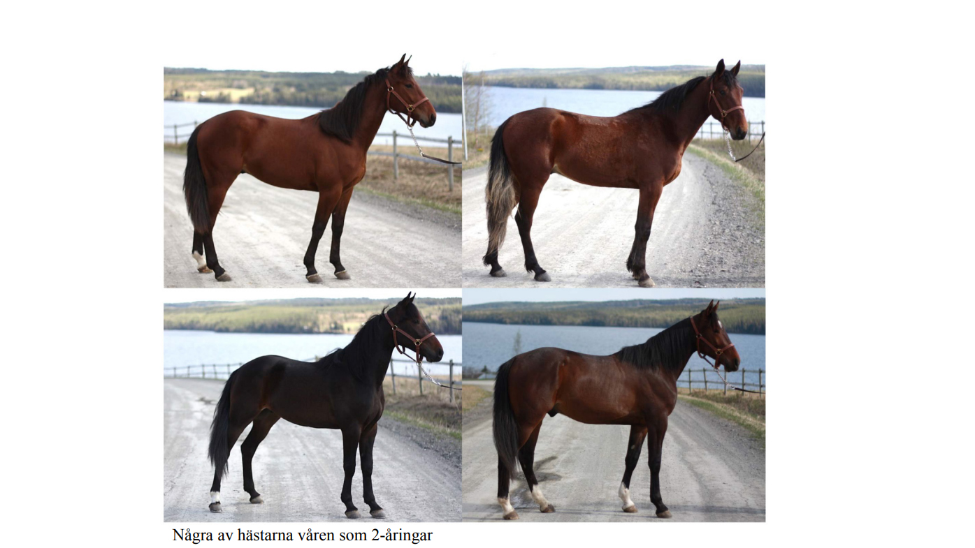 Skärmdump från en rapport på ett kollage som visar fyra unga hästar.