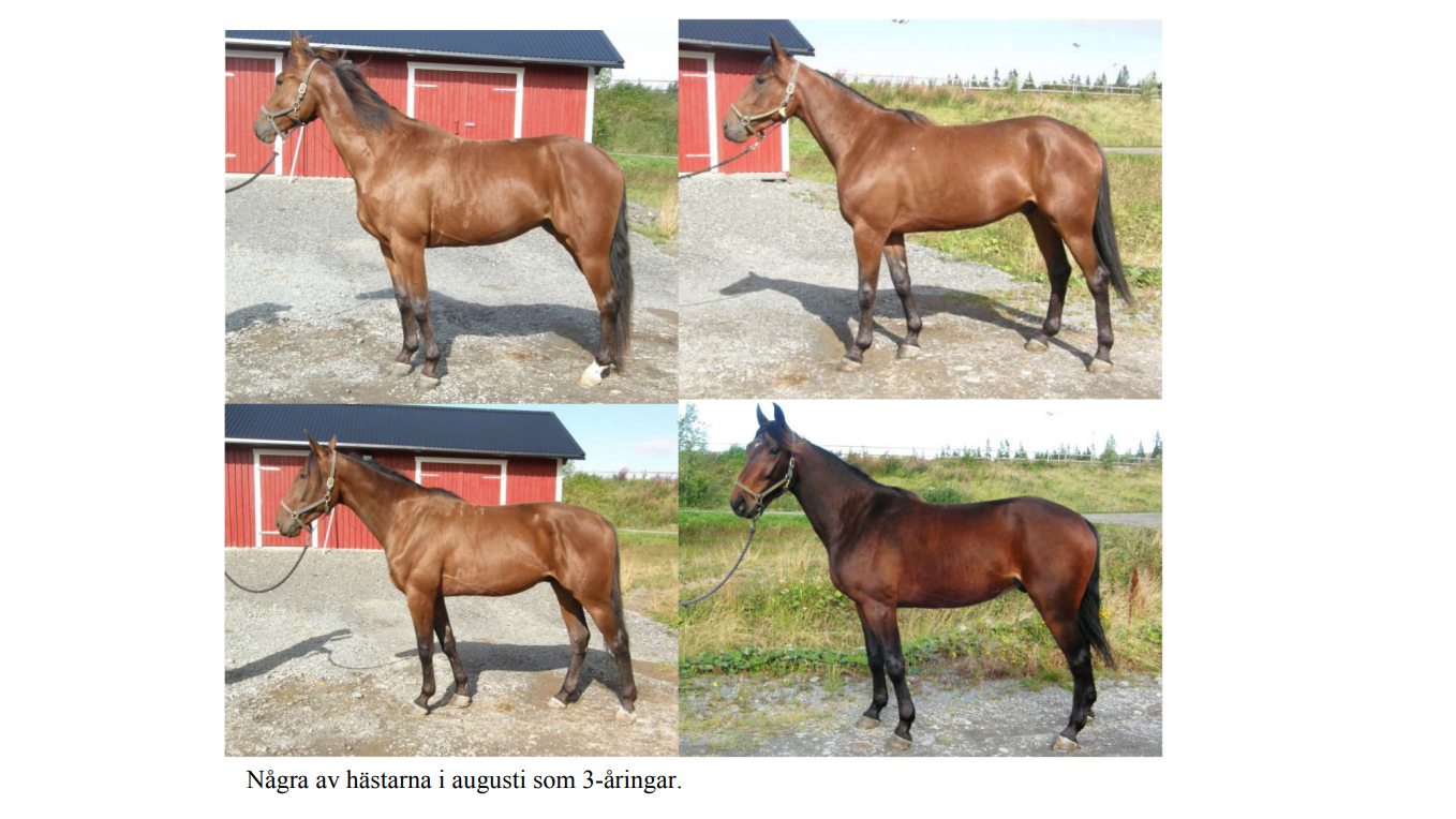 Skärmdump från en rapport på ett kollage som visar fyra unga hästar.