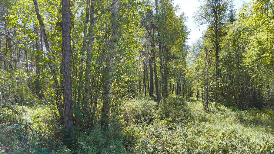 sumpig skog
