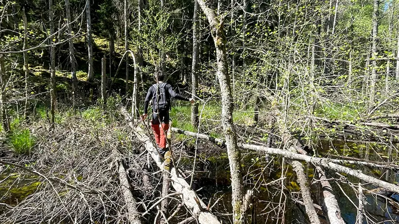 n person med svart jacka och röda byxor går på nedfallna trädstammar över ett vattendrag i en tät skog. Skogen består av höga, smala träd med glesa lövverk, och himlen ovanför är klar och blå. Foto.