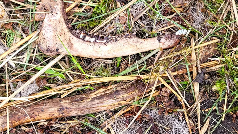Närbild av marken täckt med gräs, kvistar och mossa. Bland det naturliga skräpet syns två djurkäkar med synliga tänder och även vita hårstrån från ett djur Benen ser väderbitna ut och är delvis begravda i gräset och jorden. Foto.