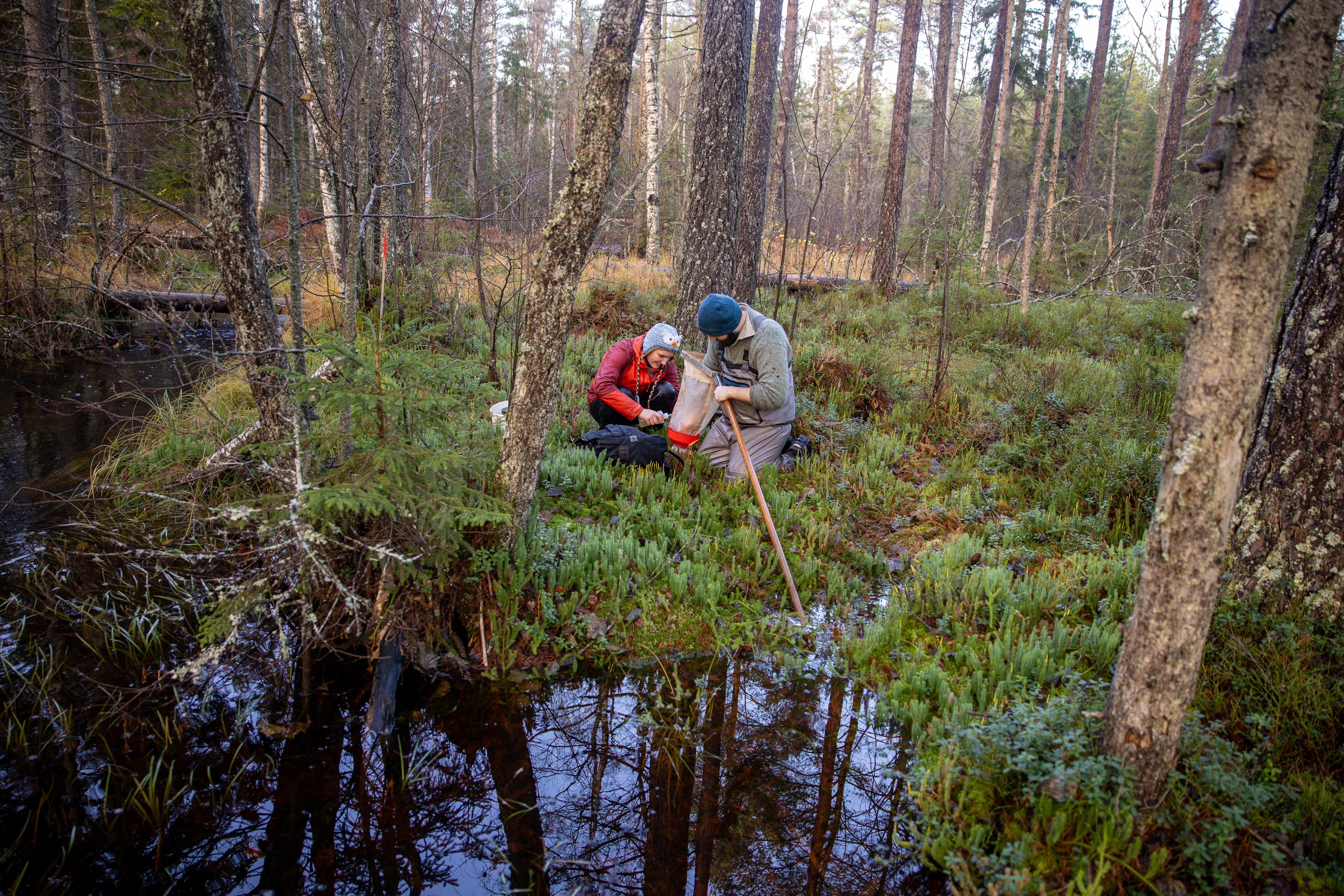 Two people conducting fieldwork in a wet forest area by a stream.