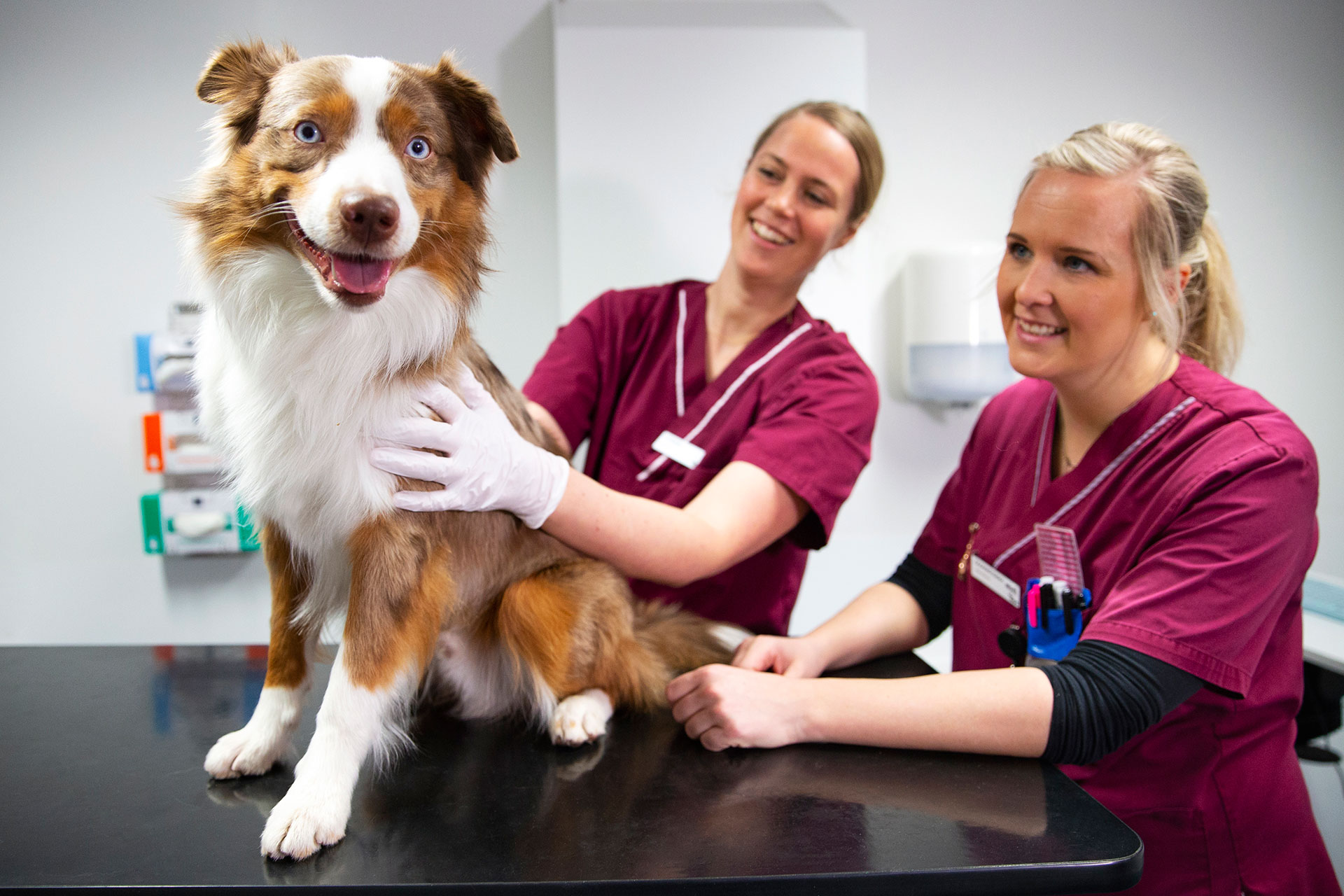 Hund med vit och brun päls som sitter på ett bord. Bredvid bordet står två kvinnor iklädda vinröda sjukvårdskläder som håller om hunden och ler. 