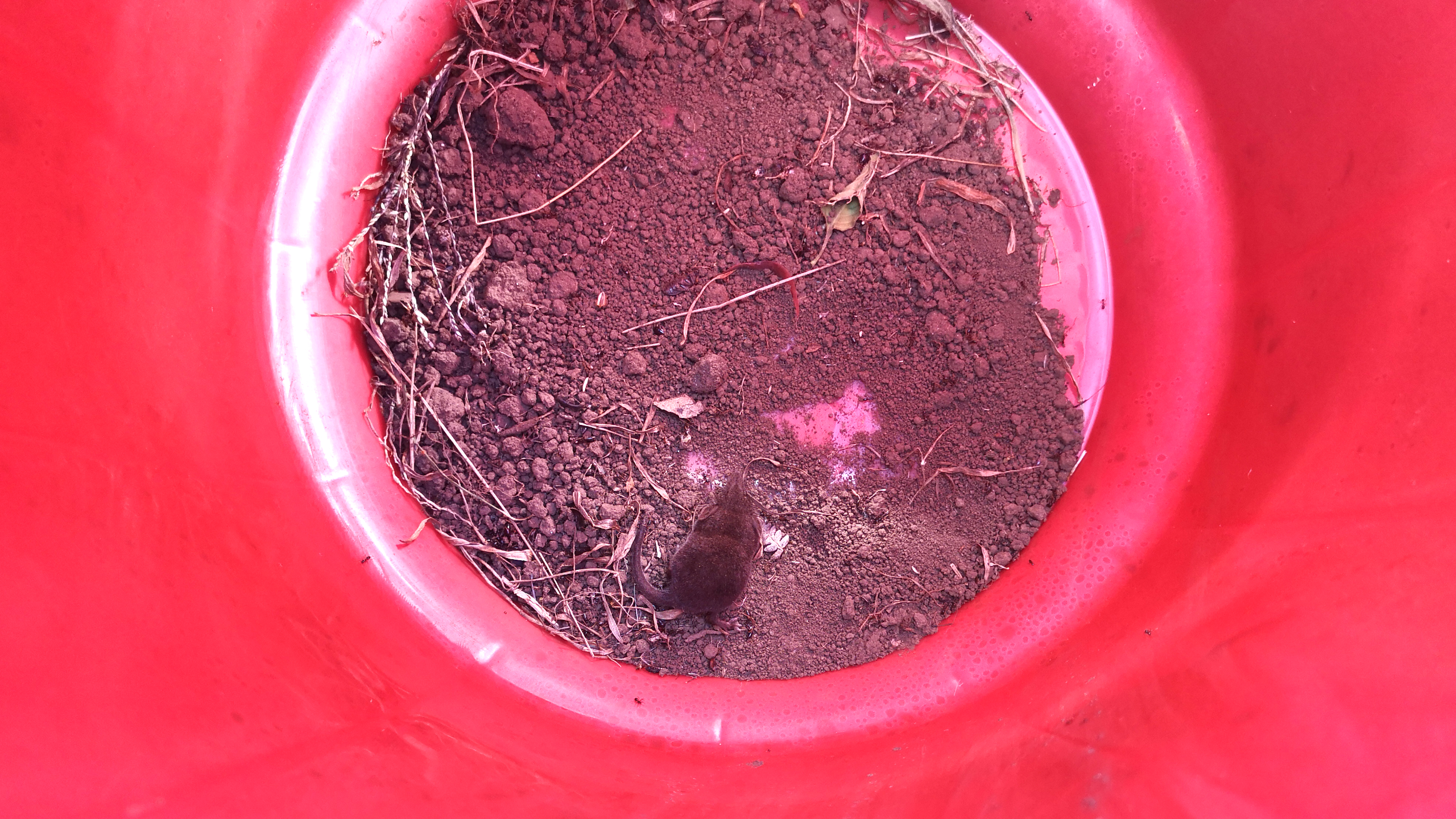 Röd hink där det ligger en liten mus i botten. 