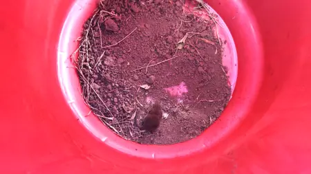 Röd hink där det ligger en liten mus i botten.