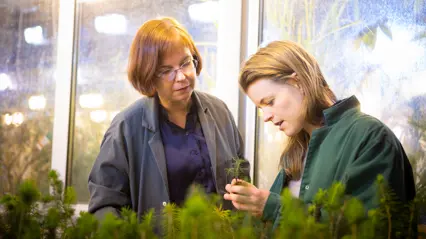 Two women wearing lab coats are examining a small conifer seedling in a greenhouse, surrounded by young tree plants. One woman is holding the seedling while the other observes it intently.