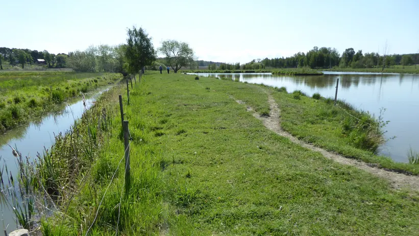 Waterfilled ditch in green landscape. Photo.