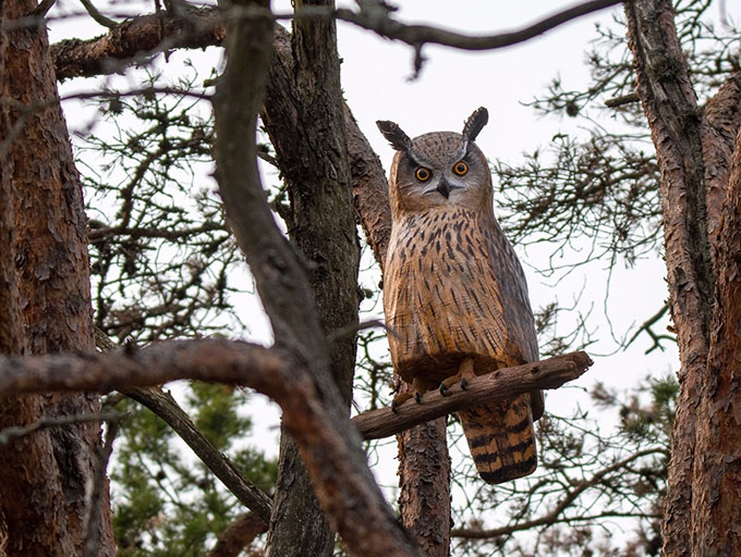 Träuggla i ett träd. 