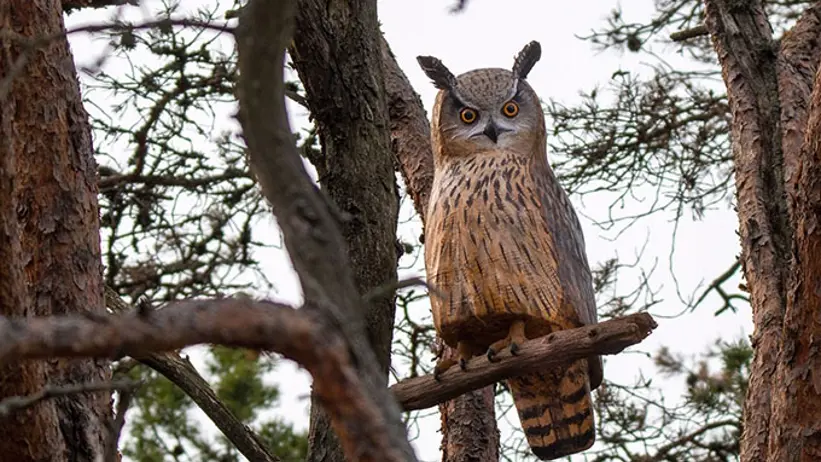 Träuggla i ett träd.