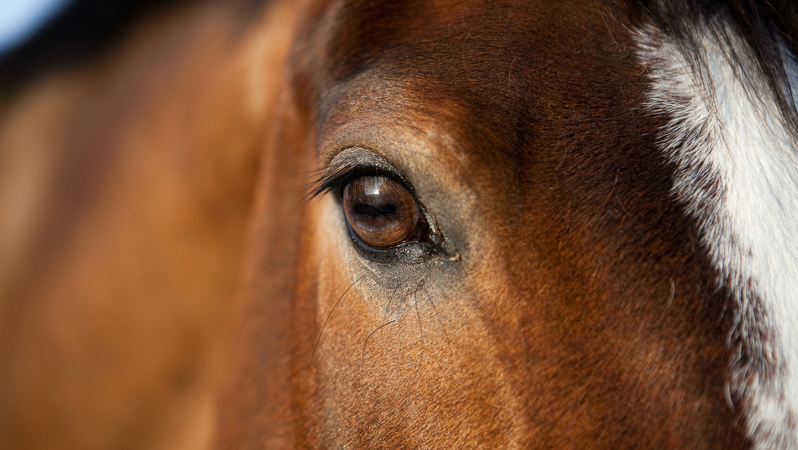 Närbild på ett hästöga på en brun häst med vit bläs.