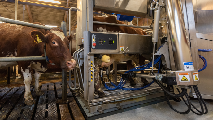 Cow standing next to a machine.