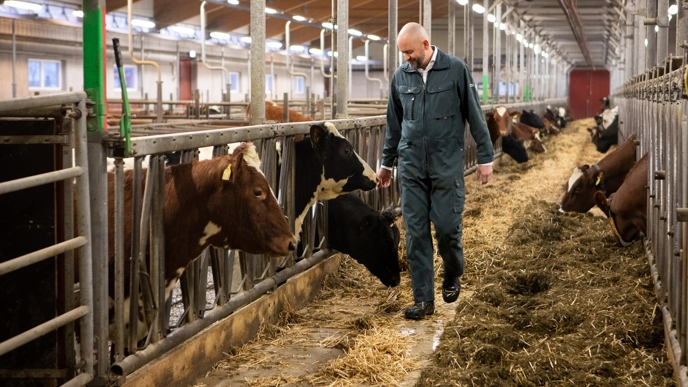 Nils Fall and his research group works with digital sensors at the Swedish Livestock Research Centre at SLU in Uppsala.