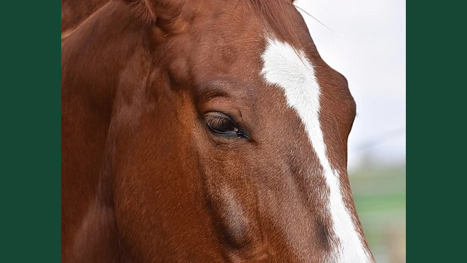 Närbild av ett hästansikte med halvslutna ögon.