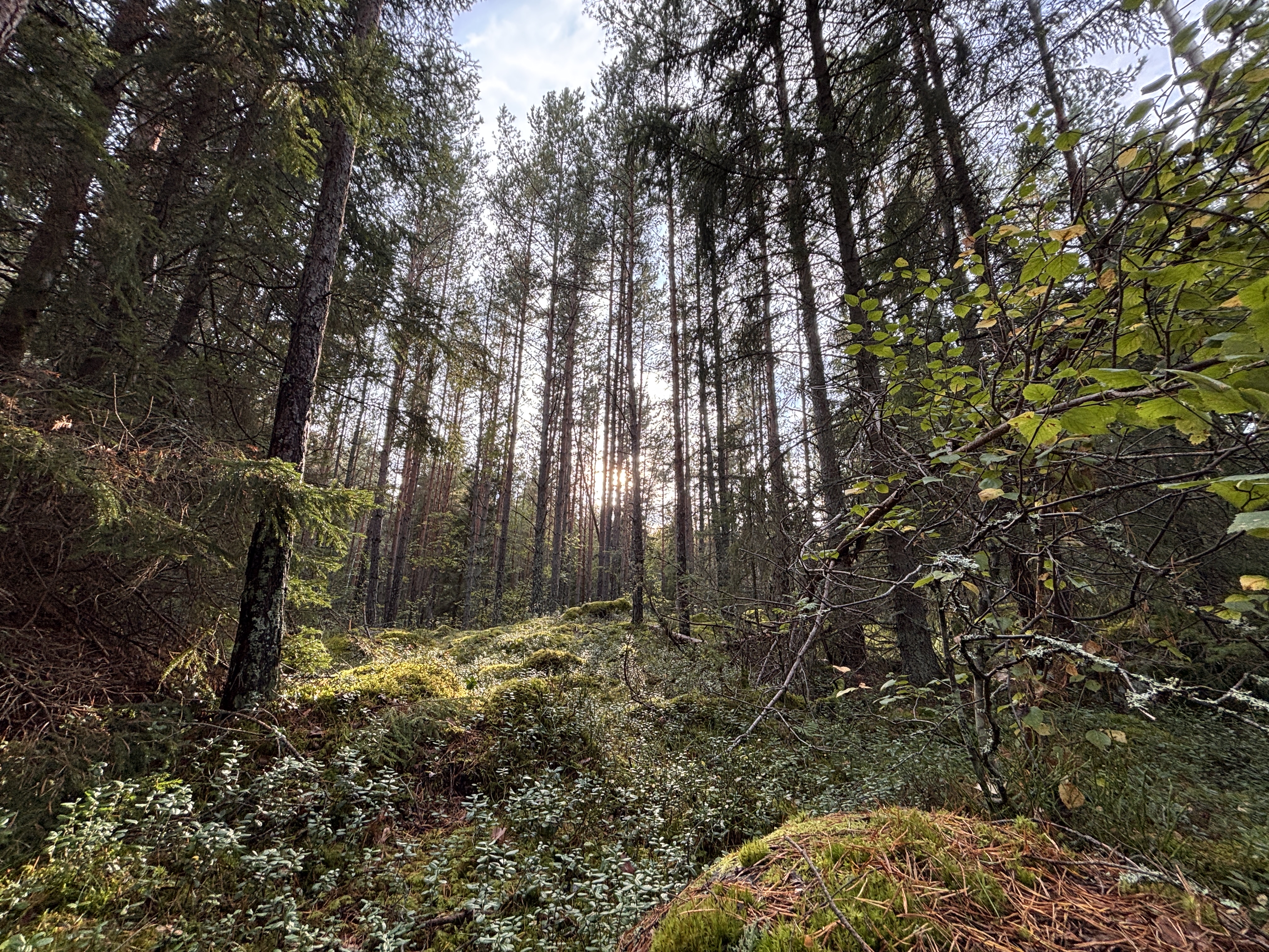 Naturskog i Nåsten, Uppsala
