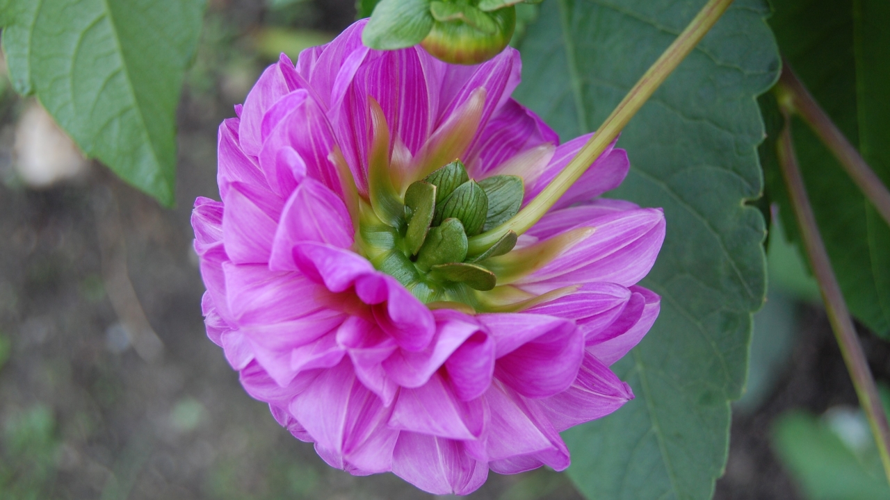 Foto av Grönt kulturarv®s dahlian 'Bonny Blue'. Fotot visar en blå-lila bollformad blomma bakifrån, så att de gröna och gula foderbladen blir synliga. I bakgrunden syns blad.