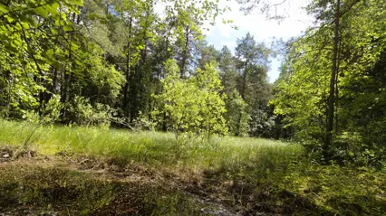 Bild på skog