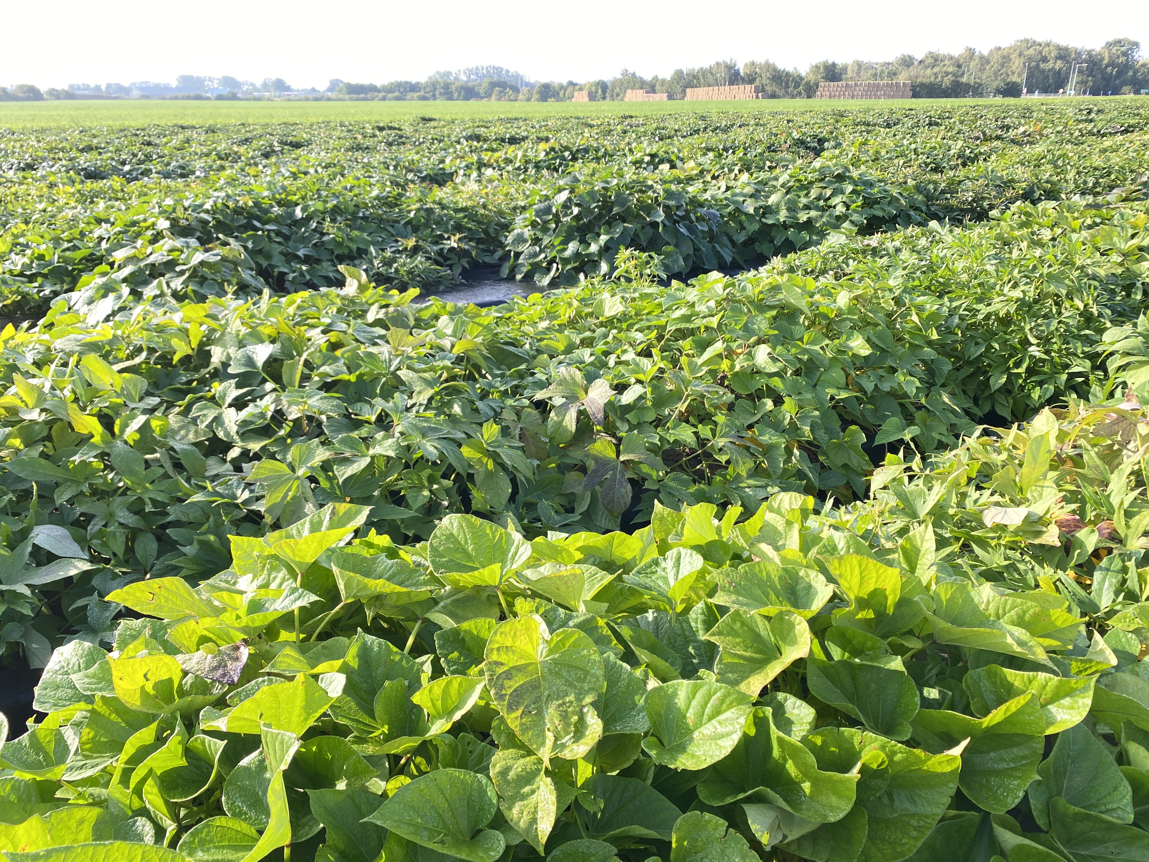 Fältförsök i Borgeby 2025