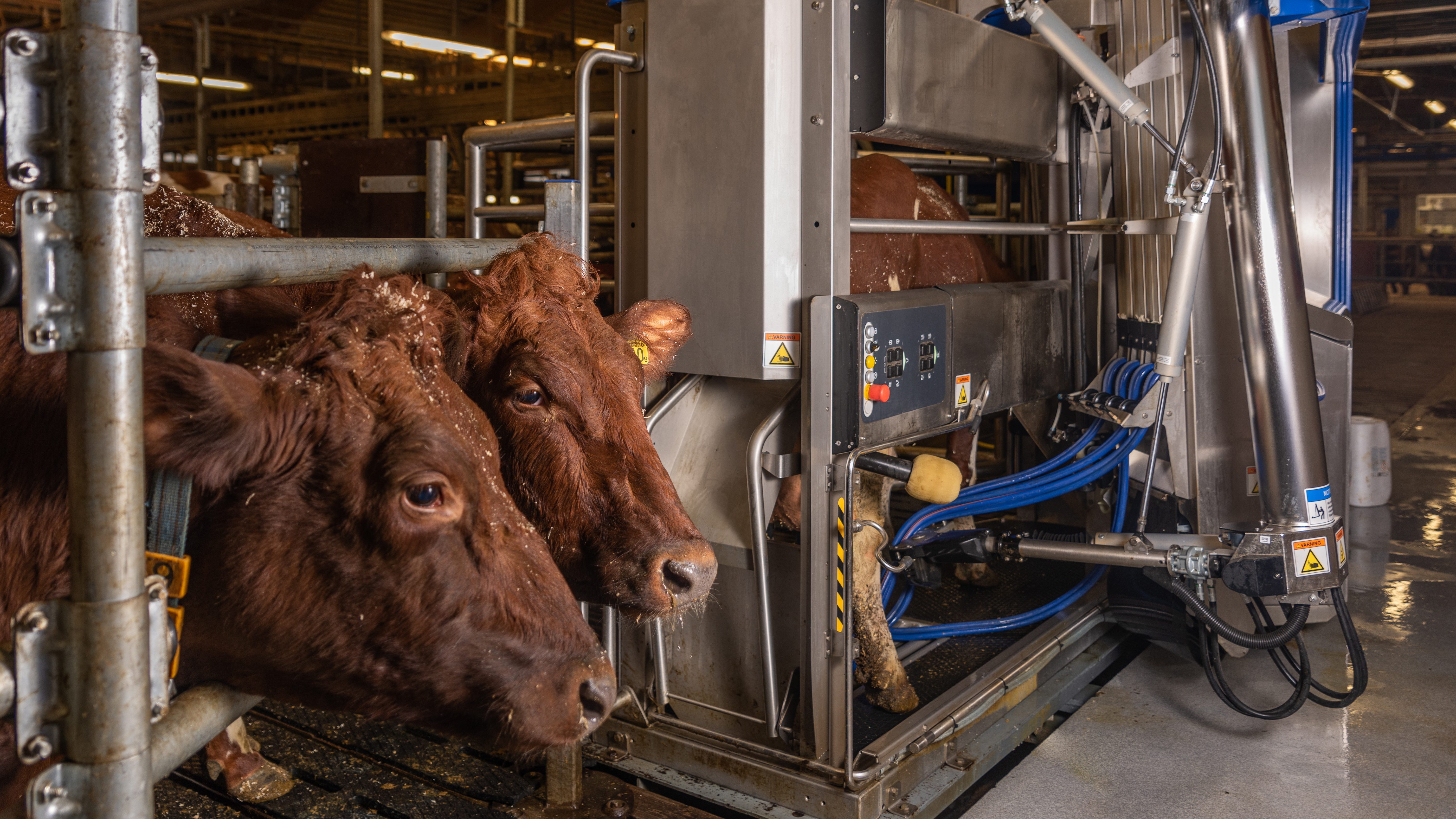 Two cows wait outside a milking robot. A cow is inside the robot. Photo.