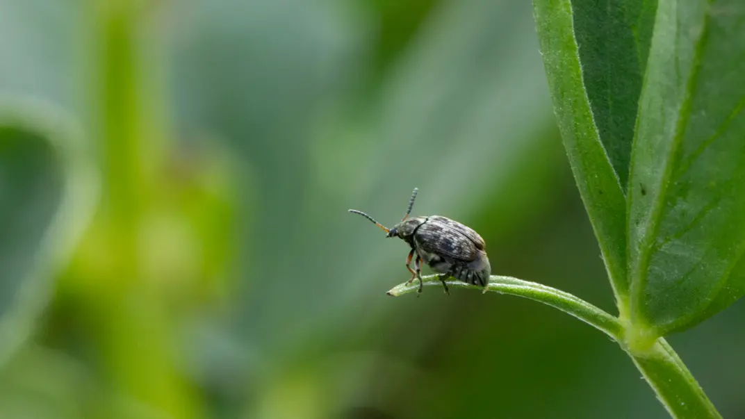 A beetle on a green leaf. Photo.