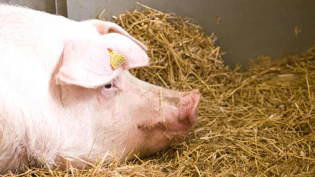 pig-in-straw-bedding-indoors