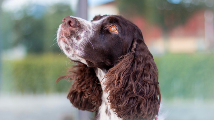 Close-up of a dog with brown and white fur looking to the left.