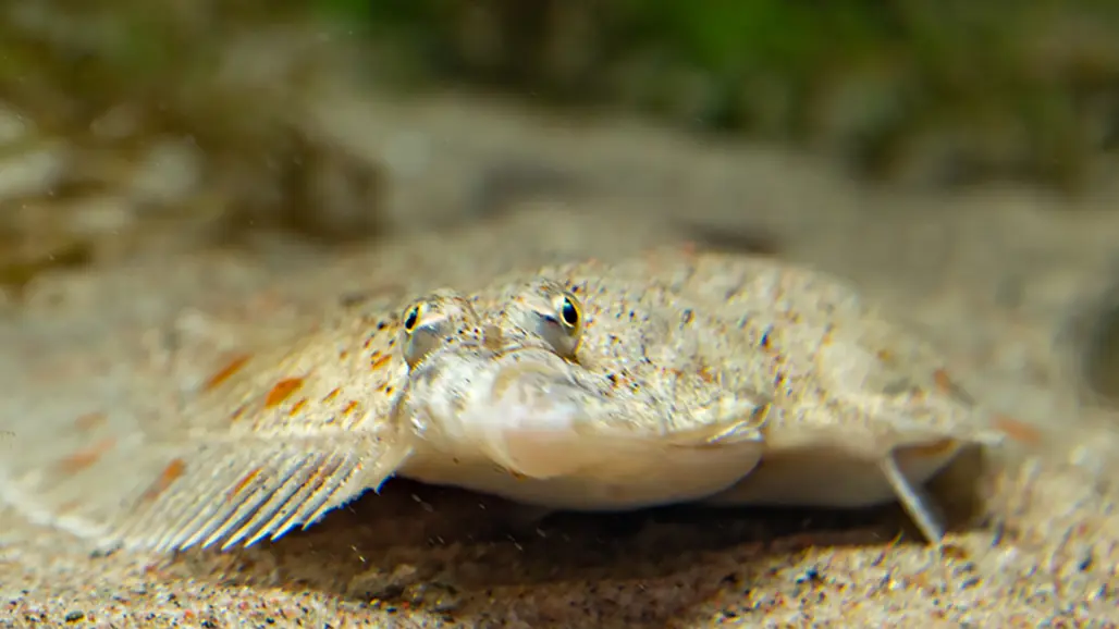 plaice
