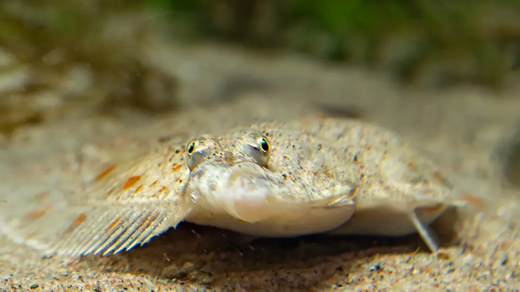 plaice