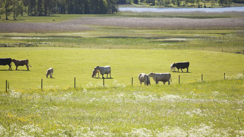 betande-djur-utomhus