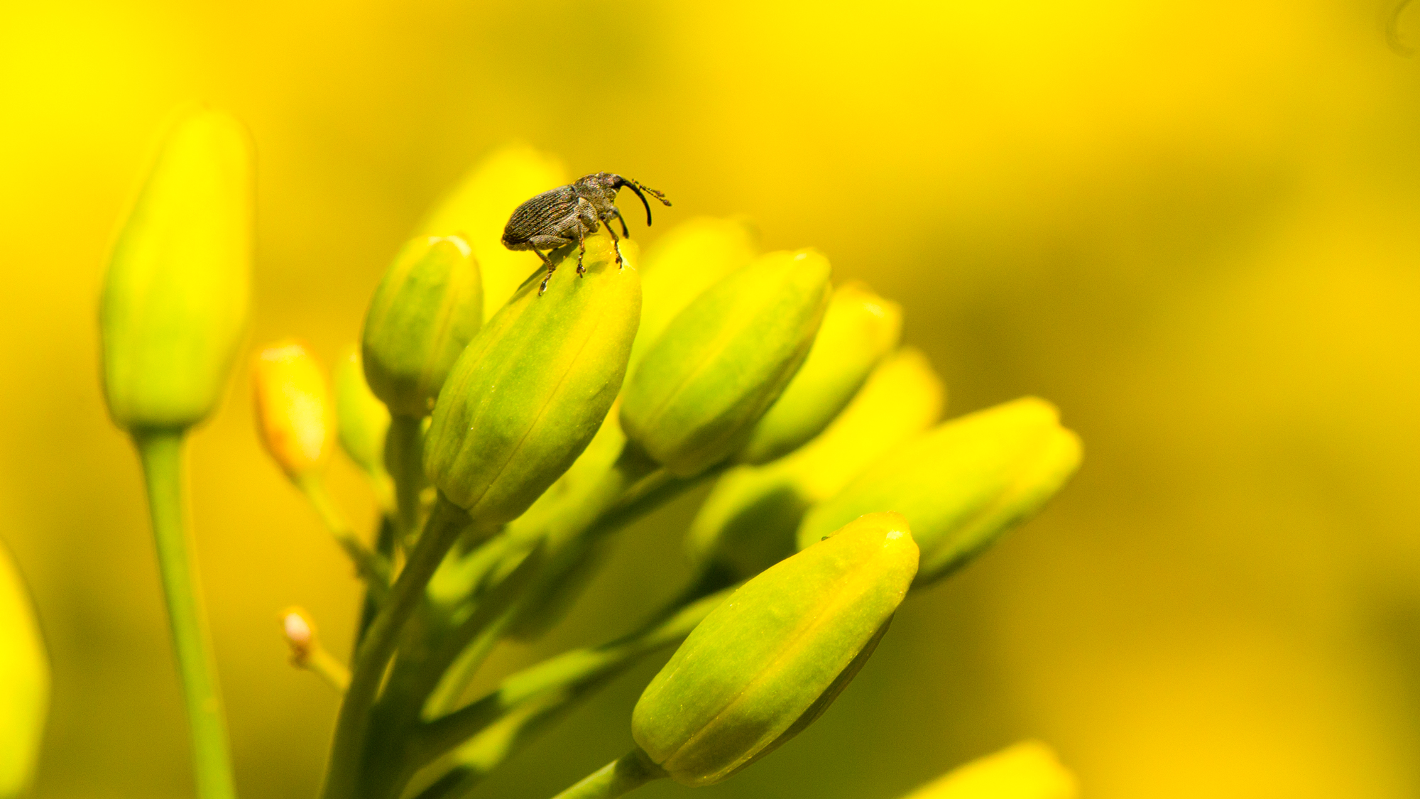 A weevil on rapeseed. Photo.