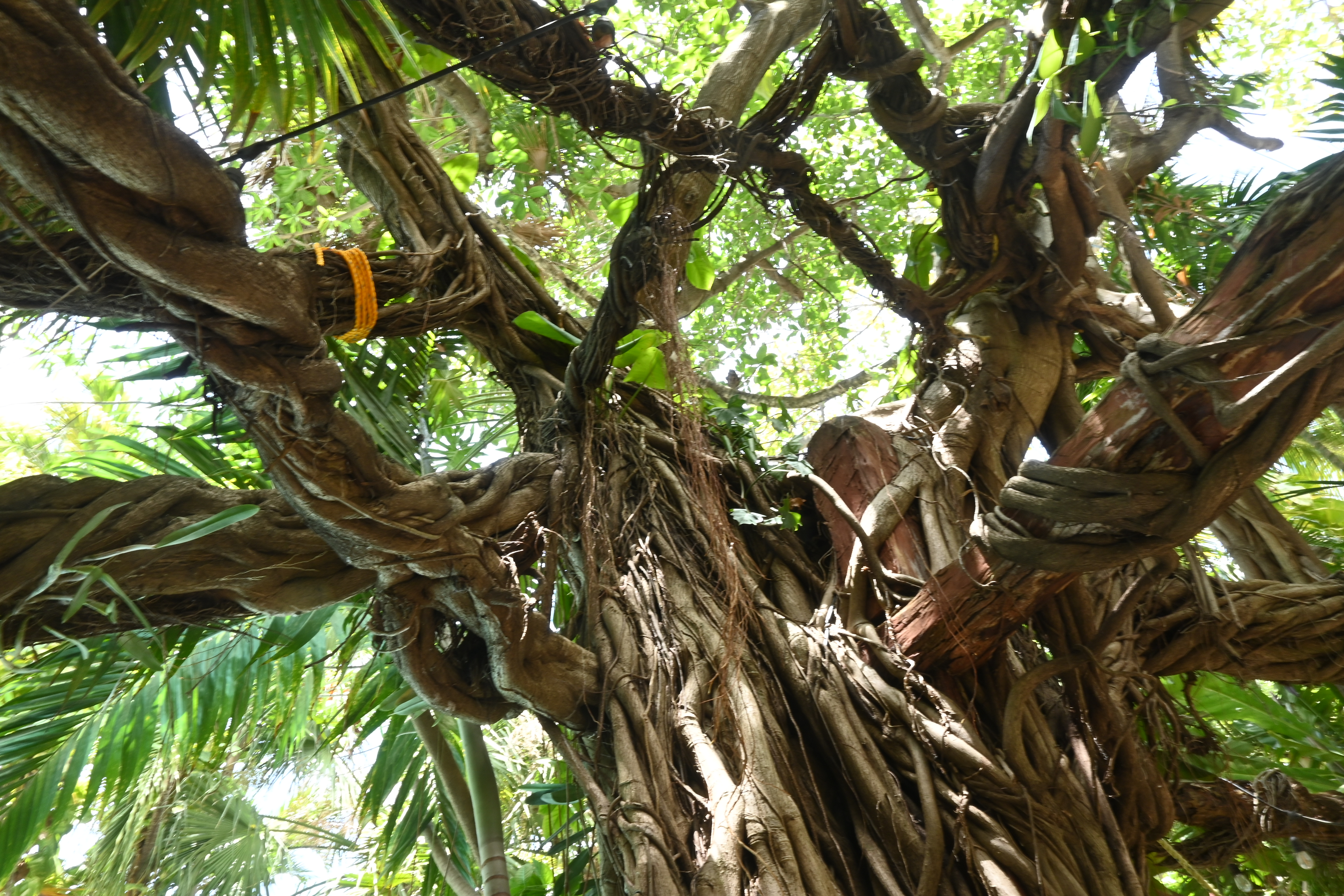 Photo on tree taken from underneath