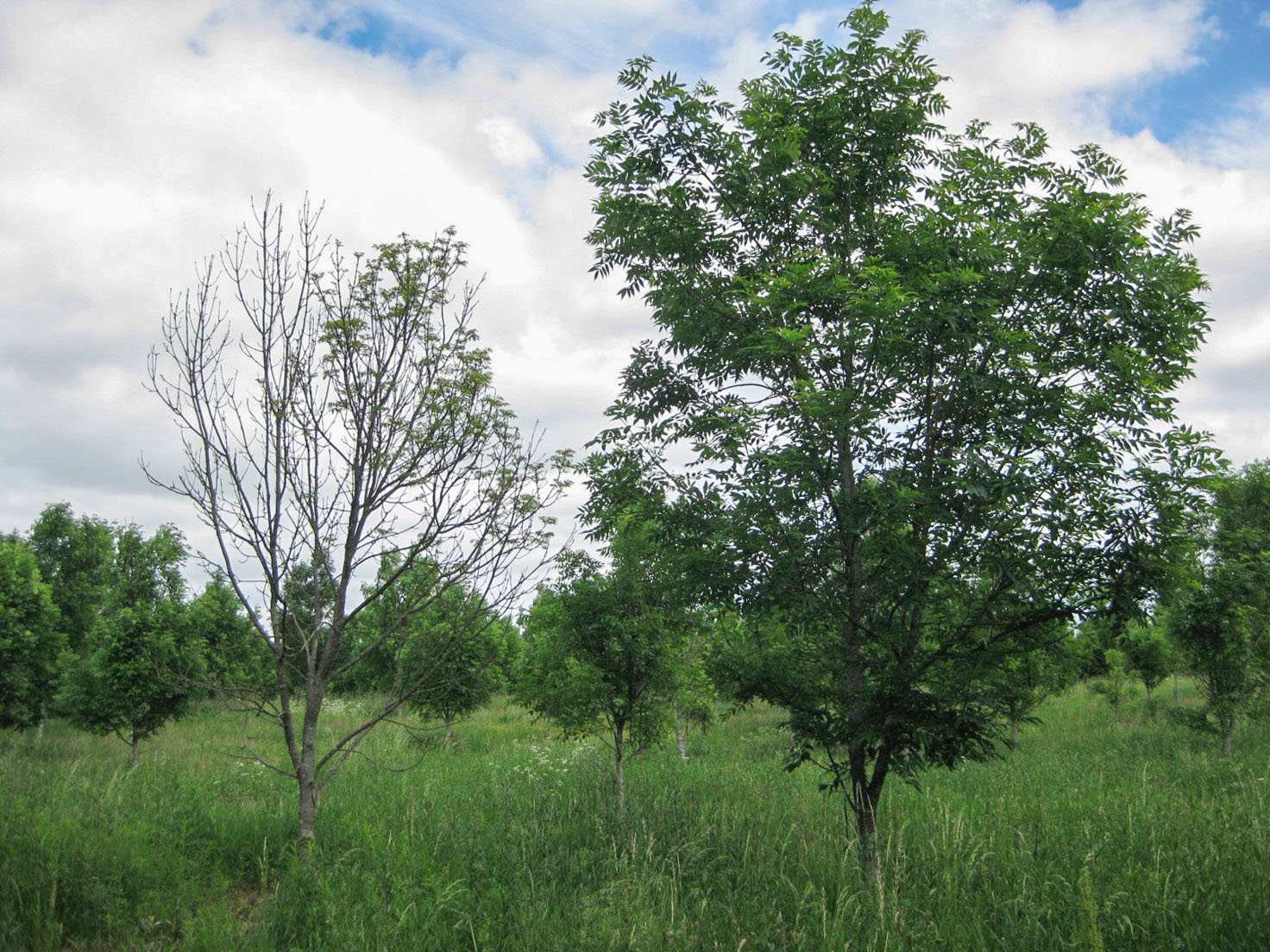 Ett sjukt och ett friskt askträd