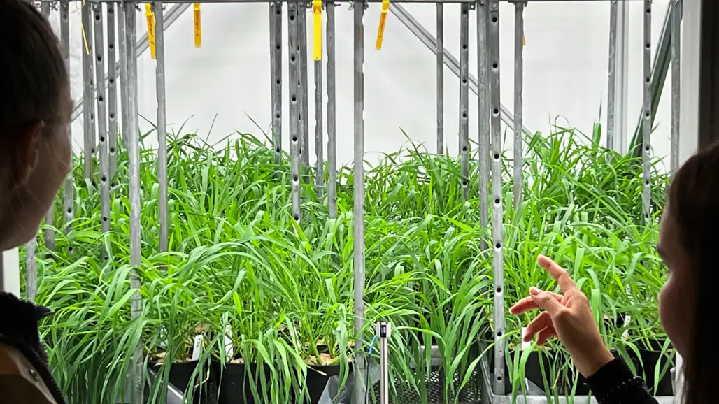 Two people are looking at a climate chamber where wheat is growing